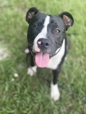 Cooper - Terrier
