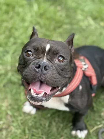 Roxy - English Bulldog mix