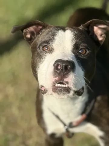 Bruce - Terrier mix