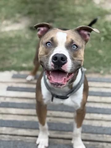 Waylon - American Staffordshire Terrier