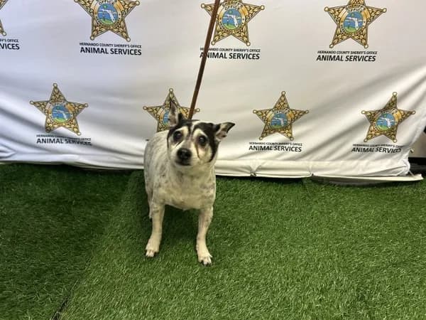 Simon - Chihuahua - Smooth Coated