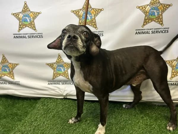 Bonzo - Terrier