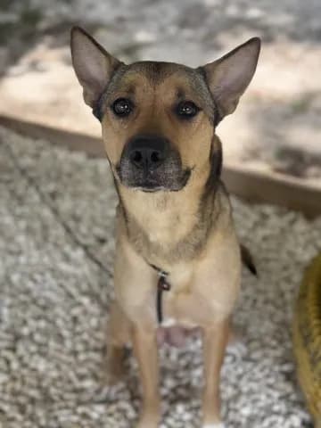 Starfox - German Shepherd Dog mix