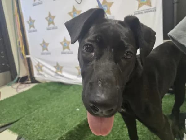 Lita - Labrador Retriever mix