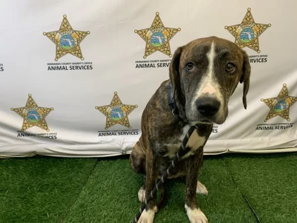 Summit - Terrier mix