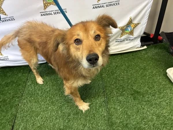 Randall - Collie - Rough mix
