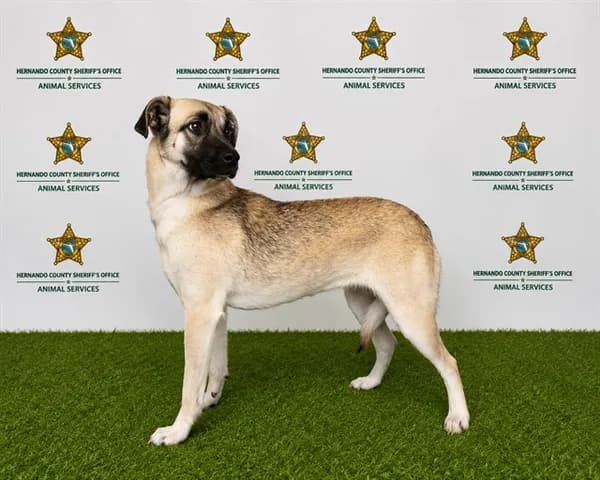 Reese - Black Mouth Cur