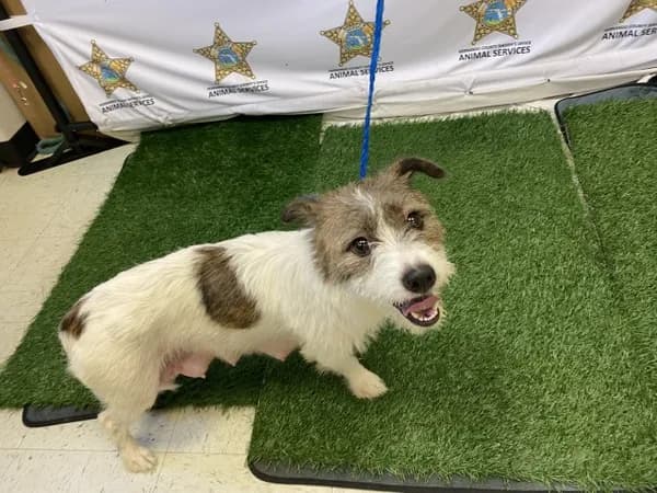 Sydney - Terrier