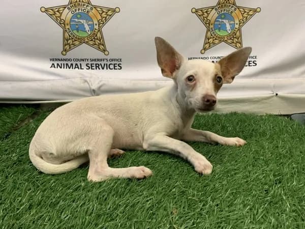 Lucy - Chihuahua - Smooth Coated
