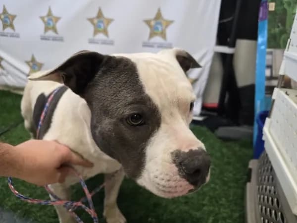 Rosco - American Bulldog mix