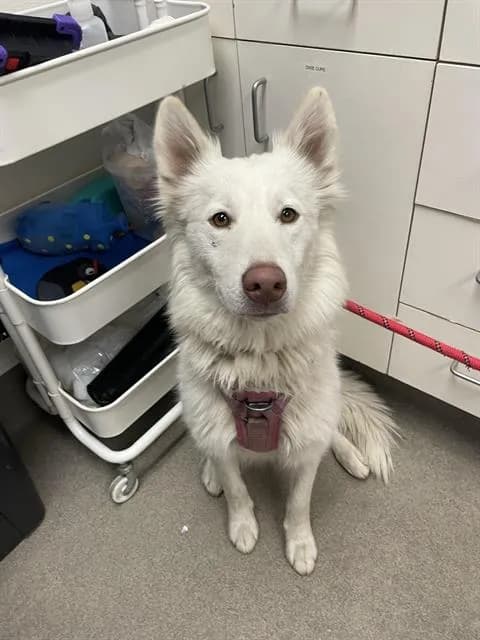 Dakota - Alaskan Husky
