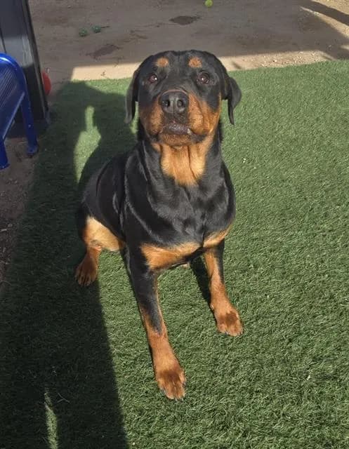Meeka - photo 1