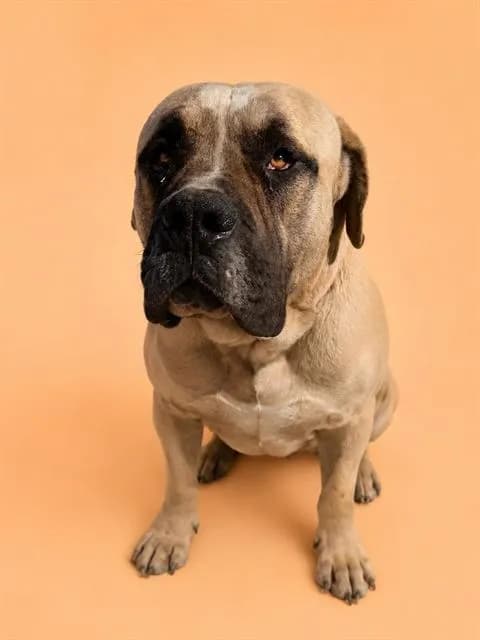 Dozer - photo 1