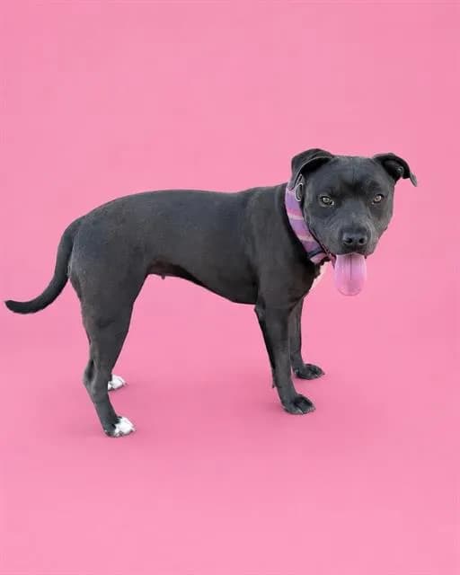 Penelope - Pit Bull Terrier