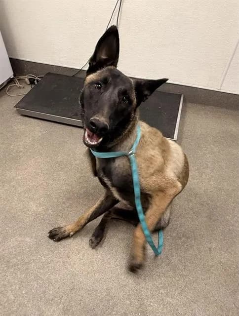 Reese - Belgian Malinois