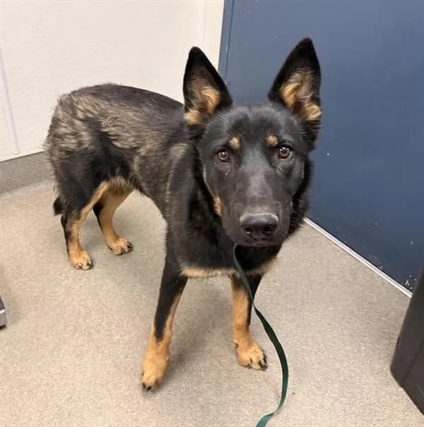 Scout - German Shepherd Dog mix