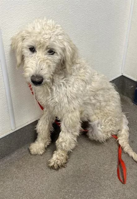 Peach - Poodle - Standard