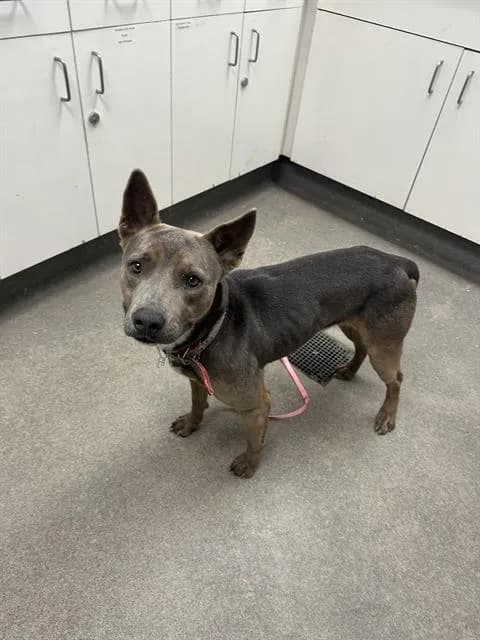 Pluma - Pit Bull Terrier mix