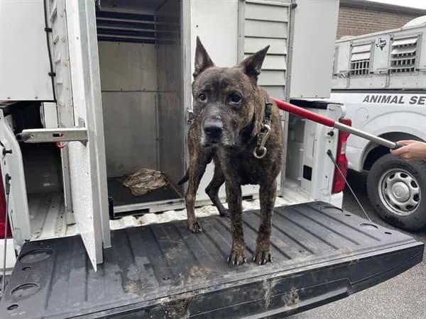 Mike - German Shepherd Dog mix