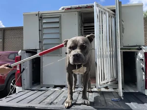Owen - American Bulldog mix