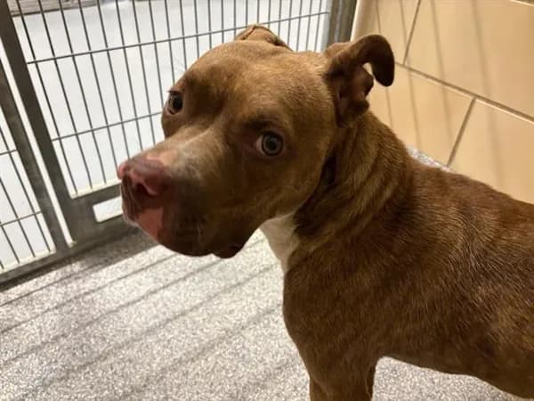 Quesadilla - Boxer mix