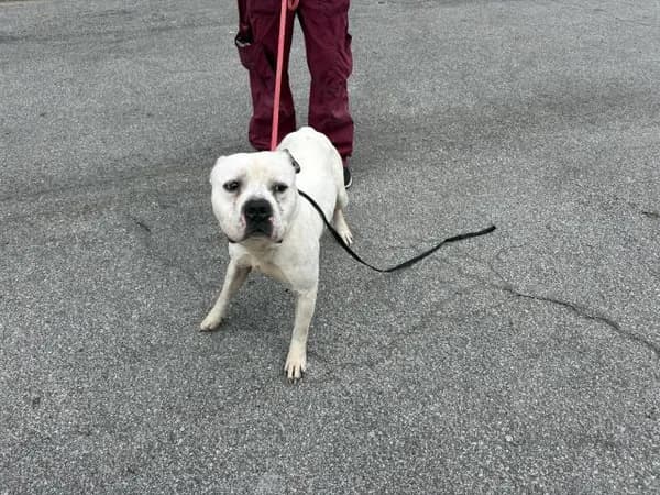Mcgee - Pit Bull Terrier mix