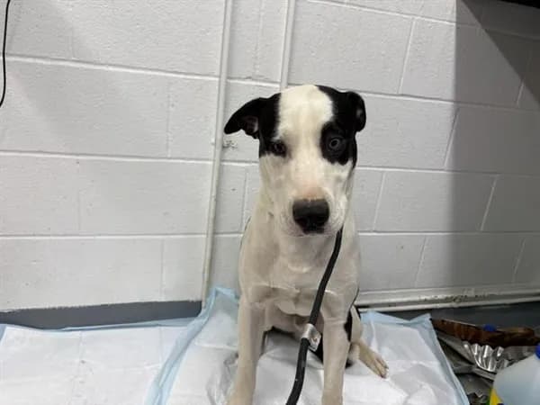 Junior - Labrador Retriever mix