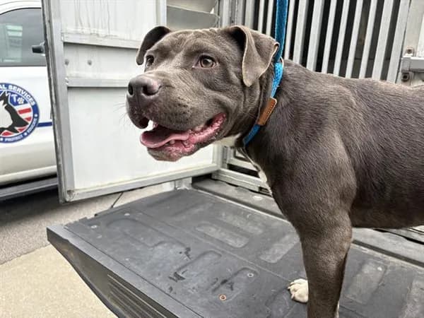Grizzley - Pit Bull Terrier