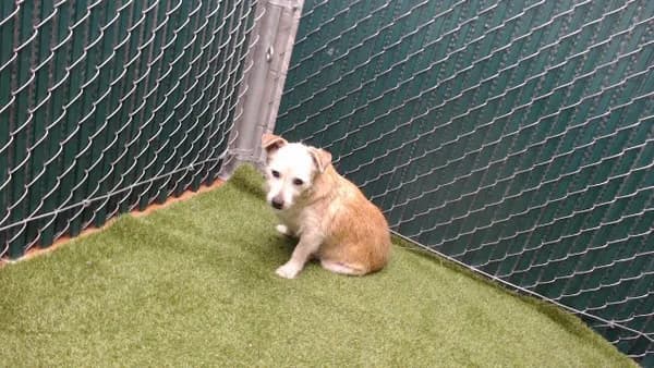 Browny - Terrier