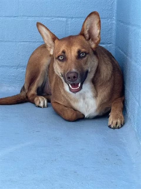 Vyke - German Shepherd Dog
