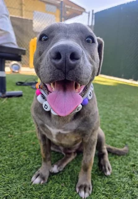Brenda - Pit Bull Terrier