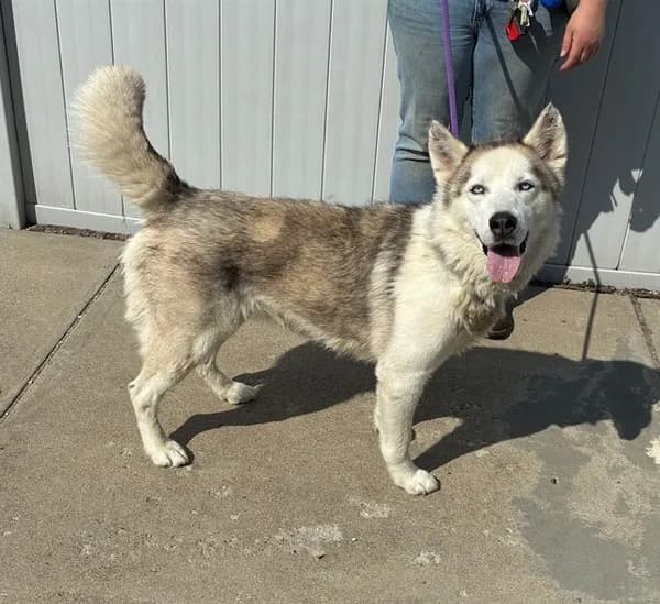 Nala - Unknown mix