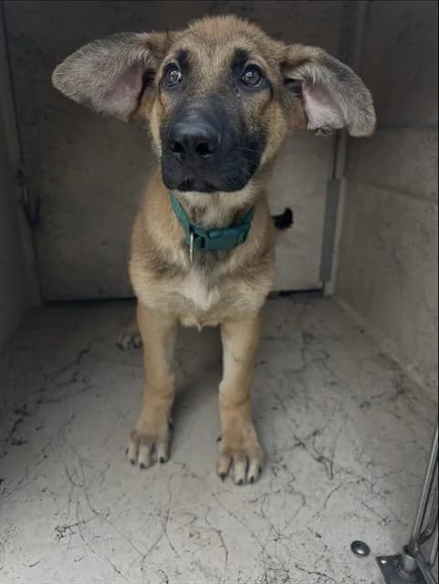 Dobby - photo 1