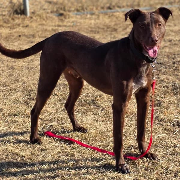 Rufus - Shepherd, Australian / Mix