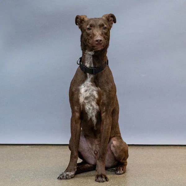 Rufus - thumbnail 2