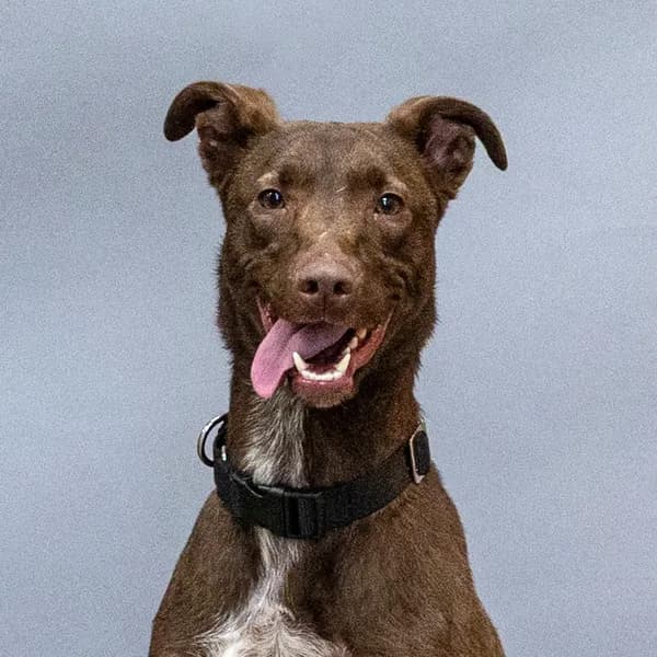 Rufus - thumbnail 3