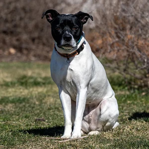 Leona - Pointer / Terrier, Pit Bull