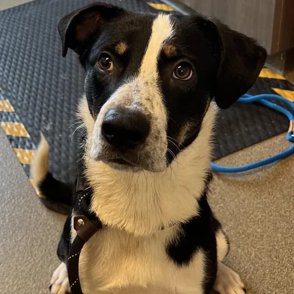 Eeyore - Collie, Smooth