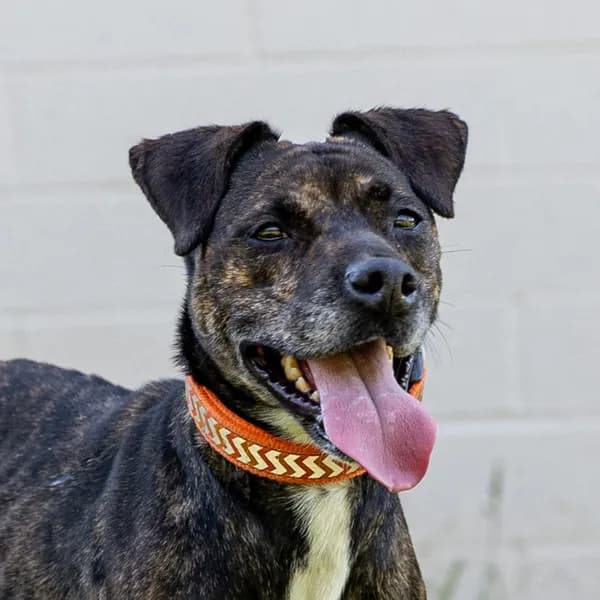 Kiki - Mixed Breed (Medium)