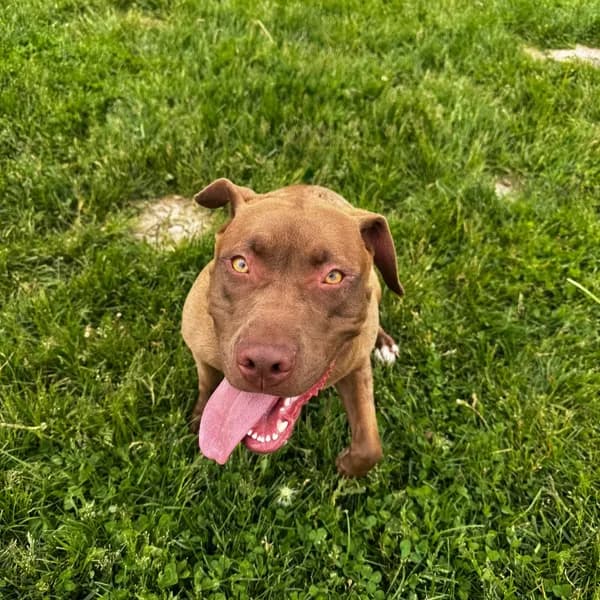 Coco - Retriever, Labrador / Mix