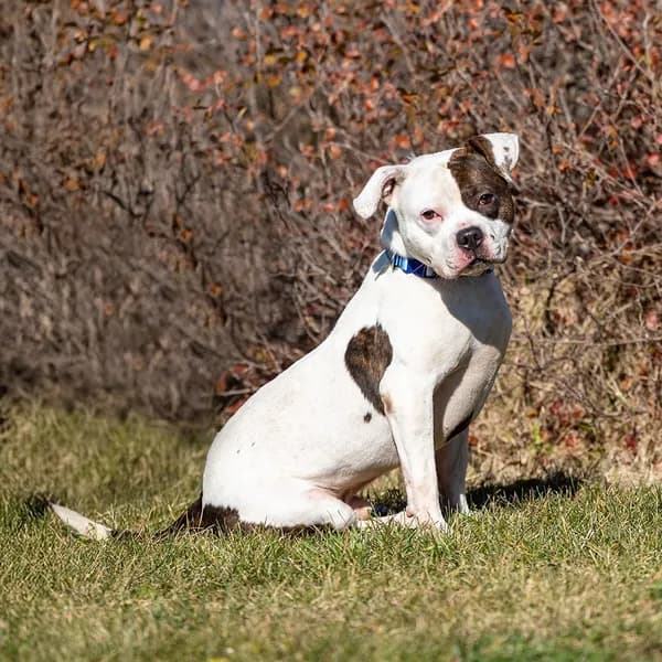 Neno - Terrier, Pit Bull