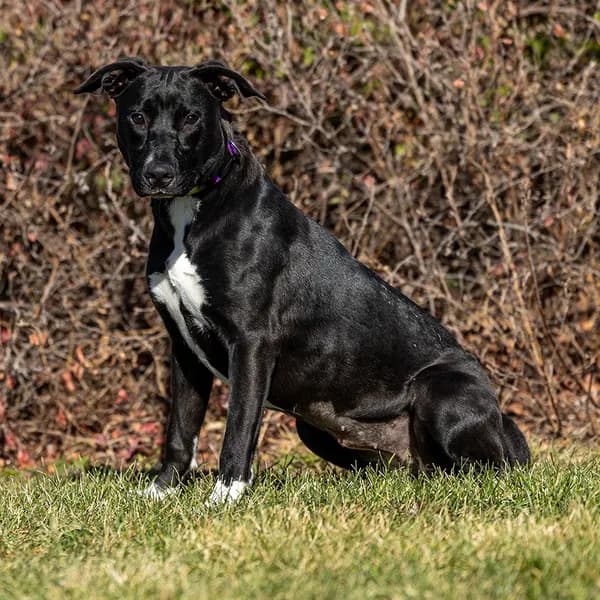 Shadow - Retriever, Black Labrador / Mixed Breed (Medium)
