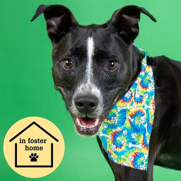 Caiden - Pit Bull Terrier mix