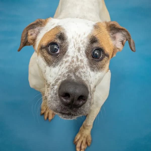 Otto - Australian Cattle Dog mix