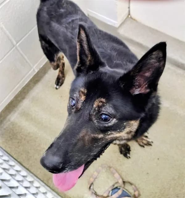 Delaney - German Shepherd Dog mix