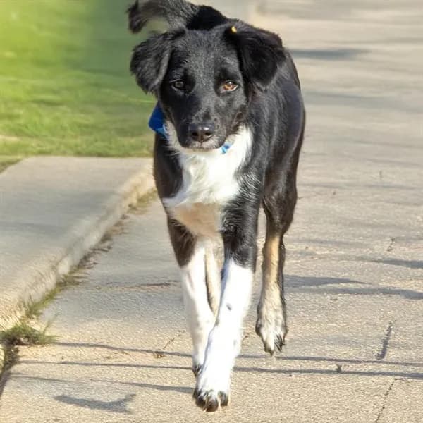 Billie - Australian Shepherd mix
