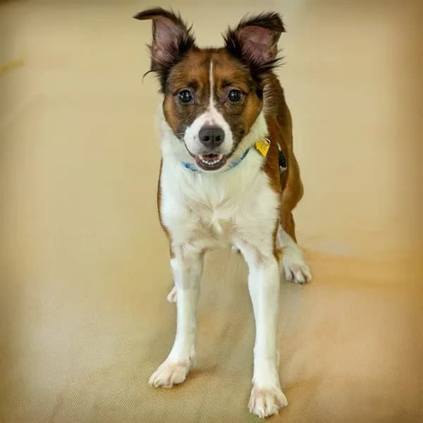 Eliana - Australian Shepherd mix