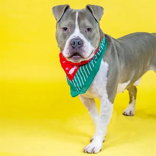 Jasper - Pit Bull Terrier mix