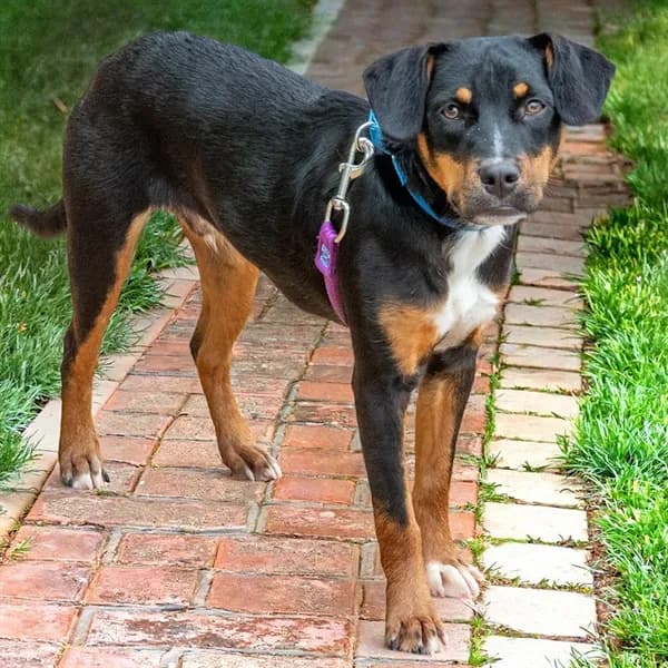 Flannel - Beagle mix