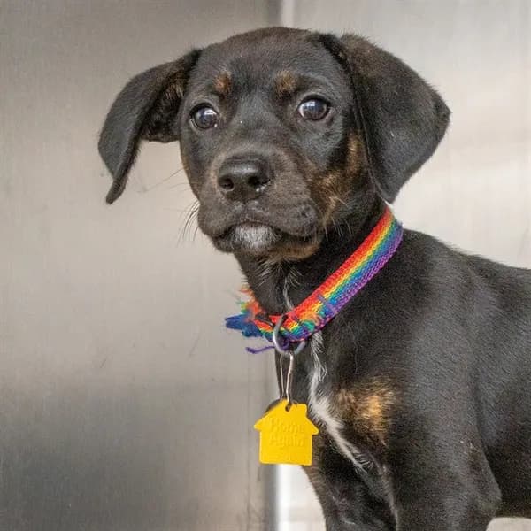 Juniper - photo 1